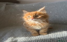 Maine Coon cats for sale: 5 tica registered mainecoon kittens  - Image 8