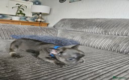 French Bulldog dogs for sale: Gorgeous frenchie pups  - Image 16