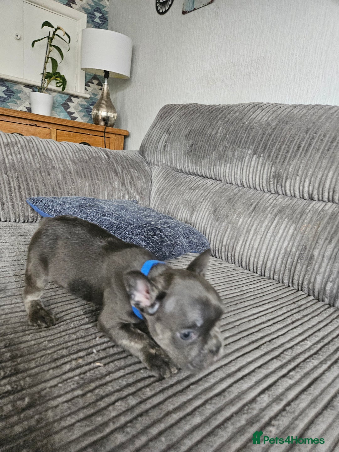 French Bulldog dogs for sale: Gorgeous frenchie pups  - Image 16
