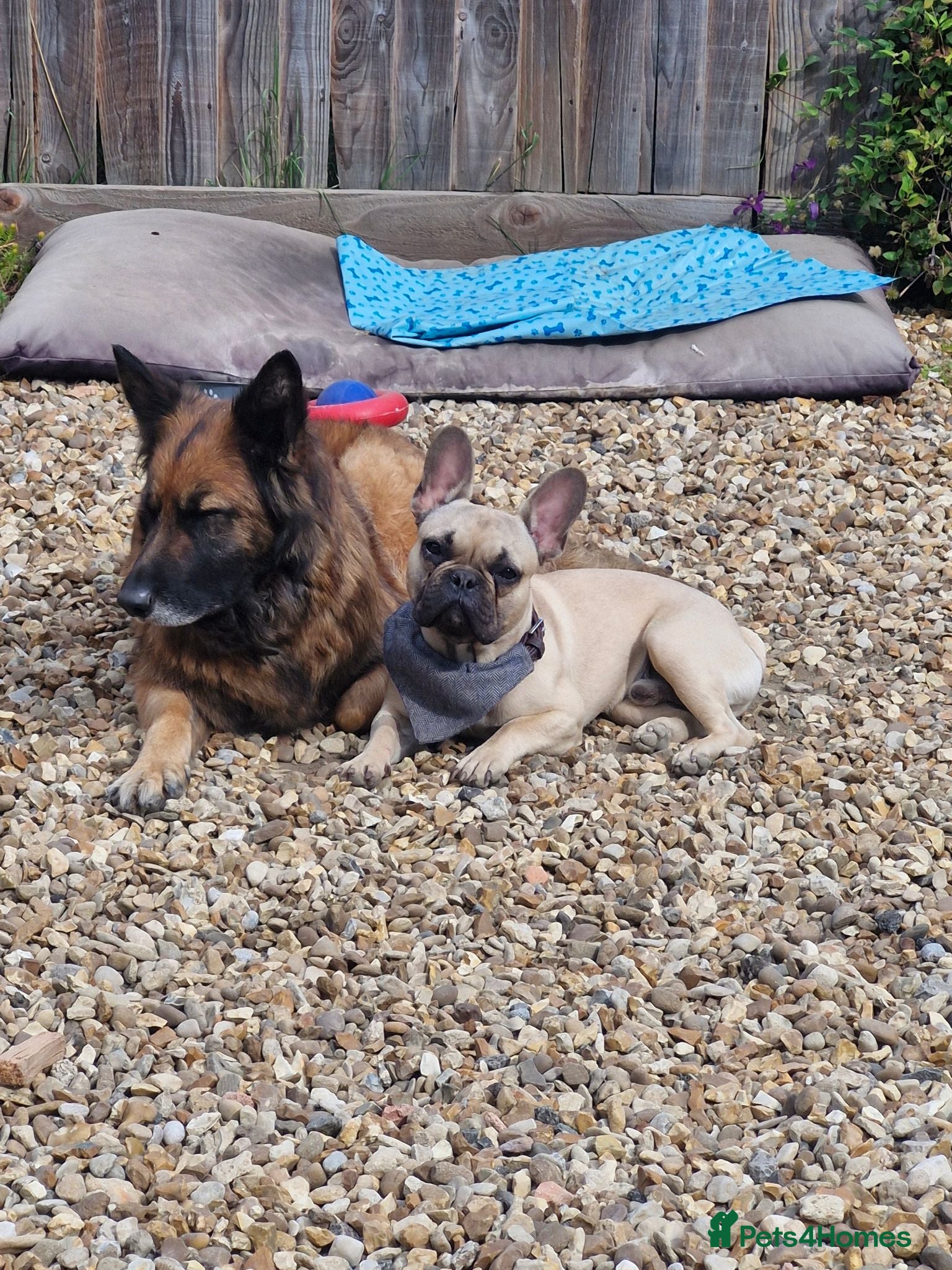 French Bulldog dogs Male French Bulldog - Advert 16