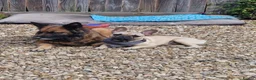 French Bulldog dogs for sale: Male French Bulldog - Advert 1