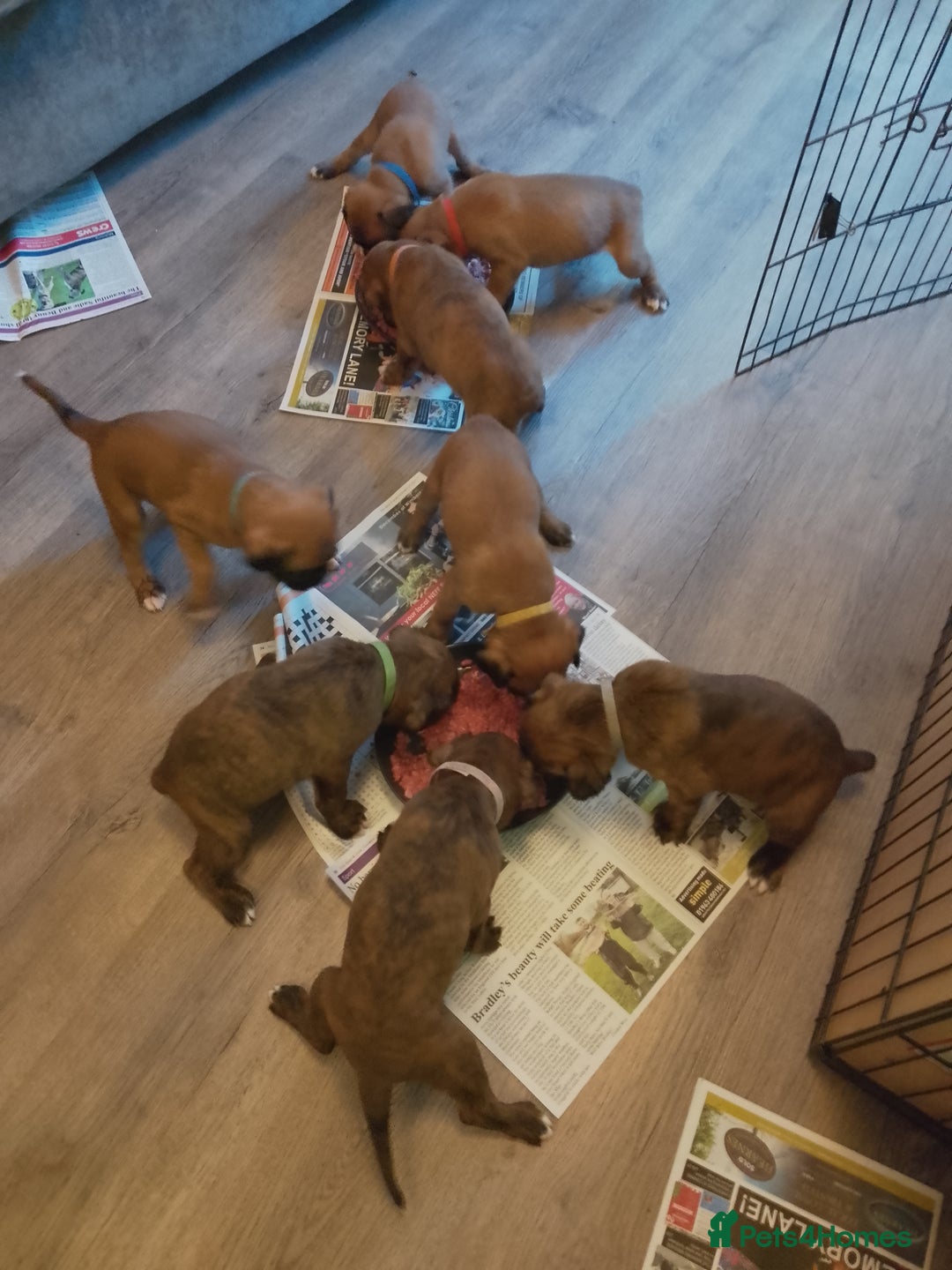 Boxer dogs for sale: Boxer Puppies  - Advert 6