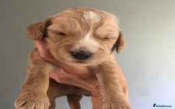 Mixed Breed dogs for sale: Health tested Australian Labradoodles - Image 5
