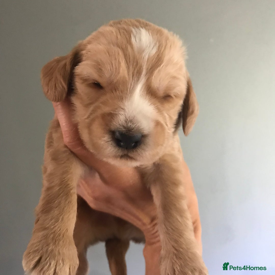 Mixed Breed dogs for sale: Health tested Australian Labradoodles - Image 5