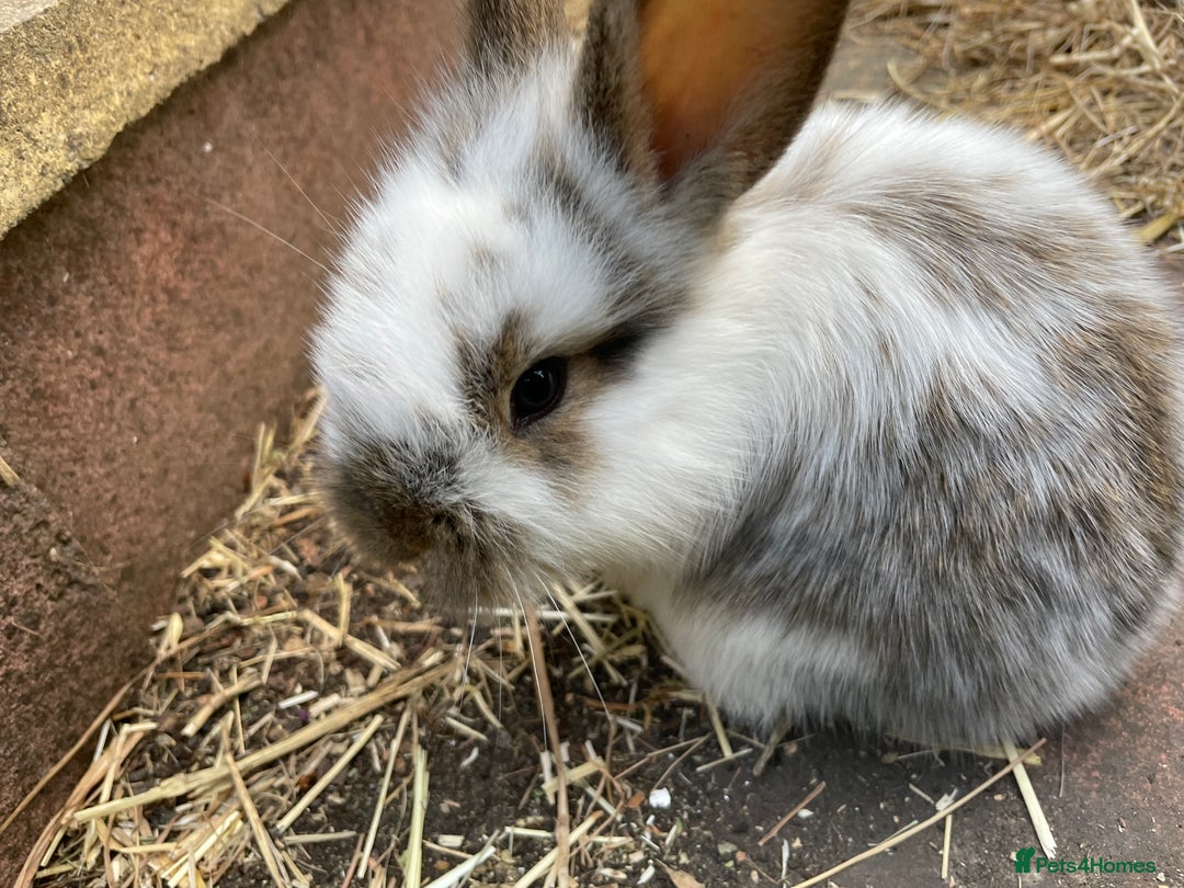 Mixed Breed rabbits for sale: Gorgeous lionhead cross bunnies - Image 5