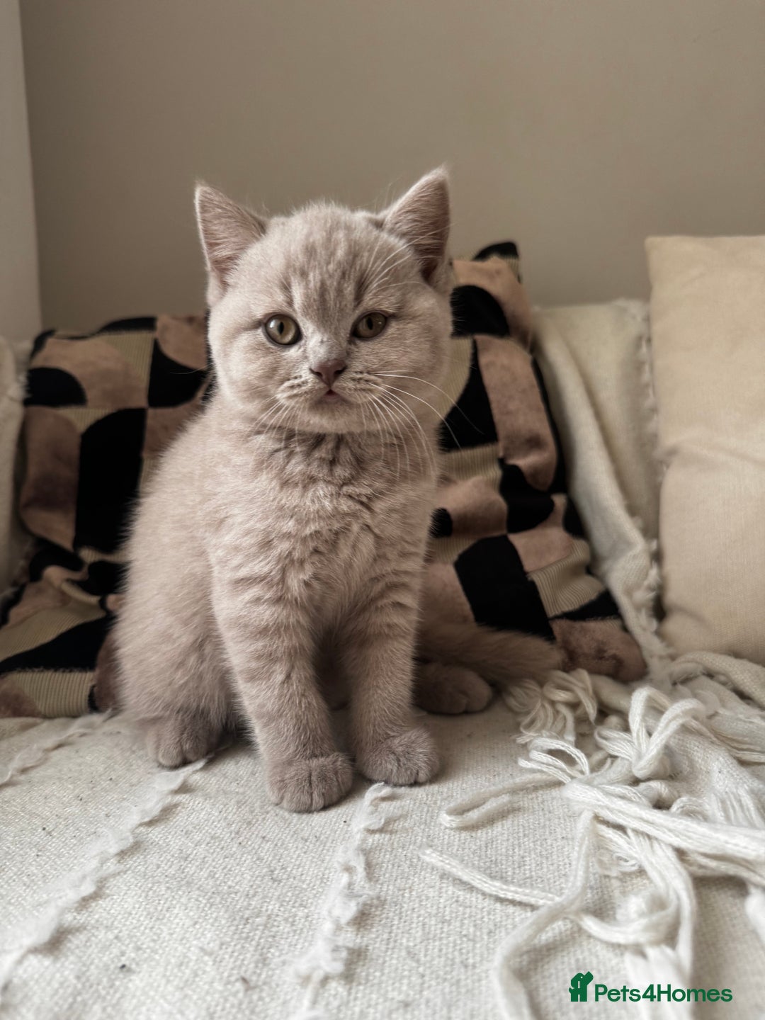 British Shorthair cats for sale: Beautiful Lilac BSH Kittens – Pedigree Parents - Advert 11