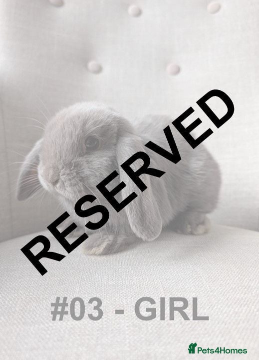 Mini Lop rabbits Exceptional Mini-Lops. Ready to Leave NOW - Advert 1