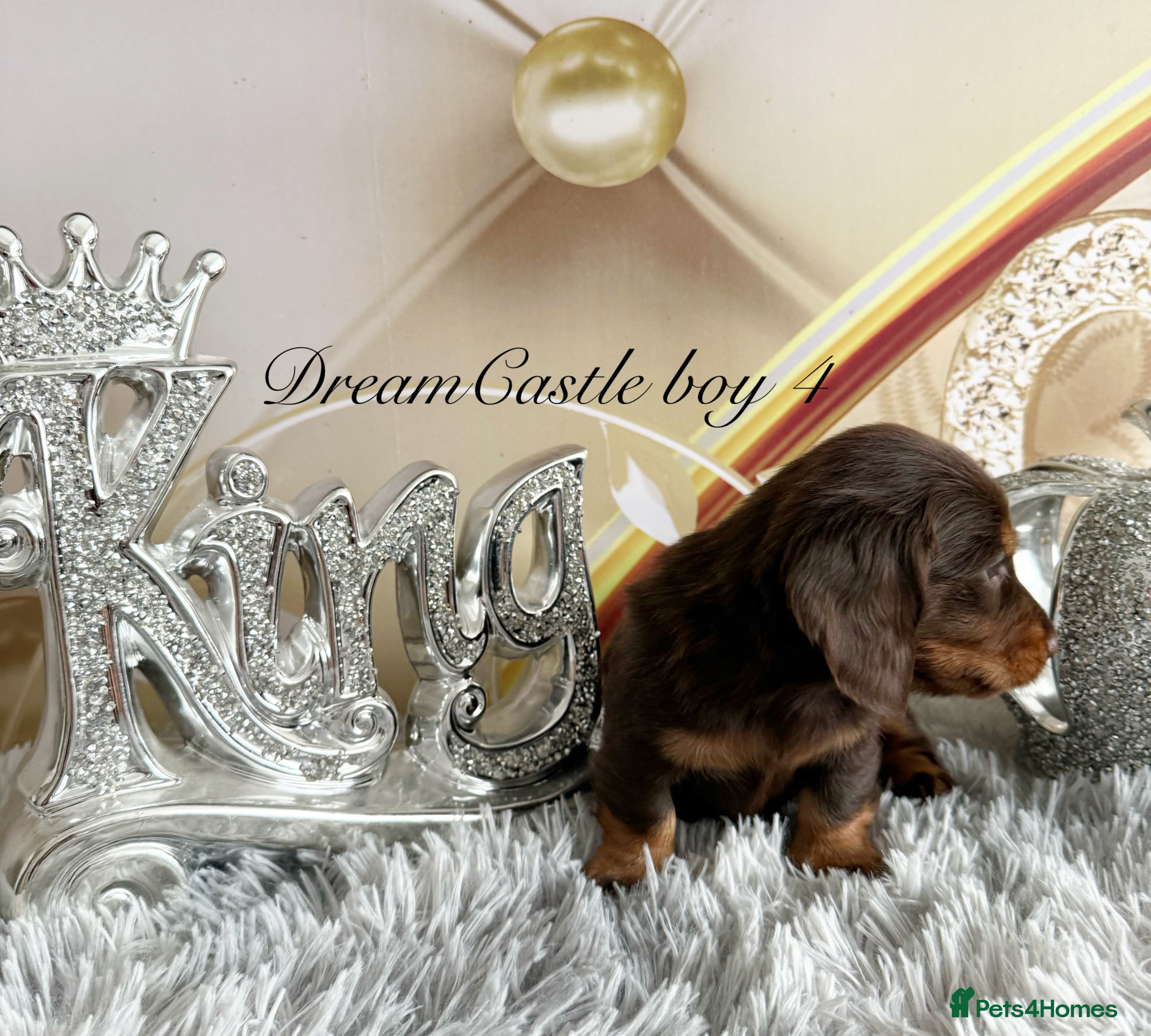 Miniature Dachshund dogs Adorable miniature datchund Kc reg boys available  - Advert 2
