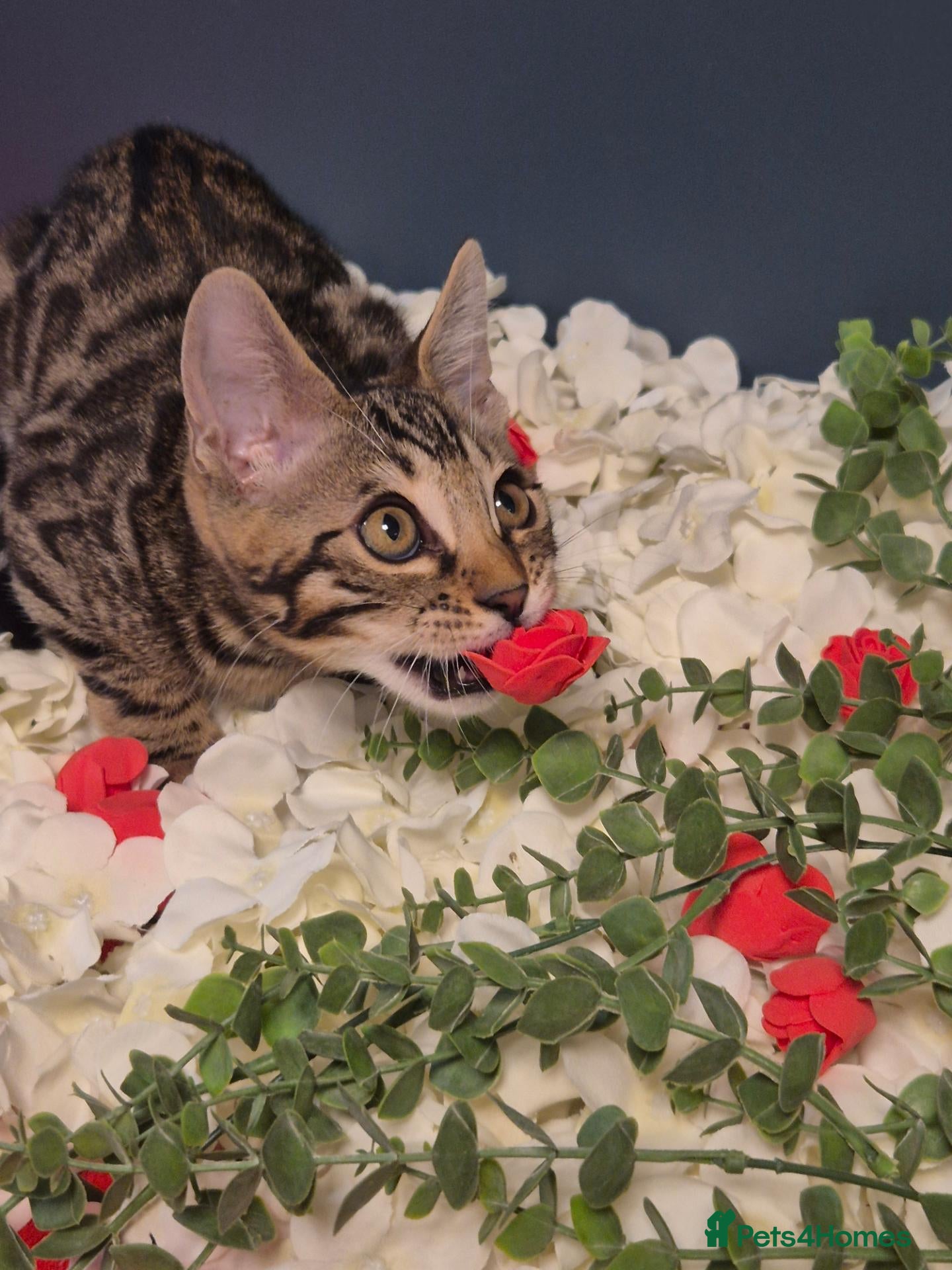 Bengal cats  Charcoal Bengal Boy Ready for forever Homes 🥰 - Advert 1