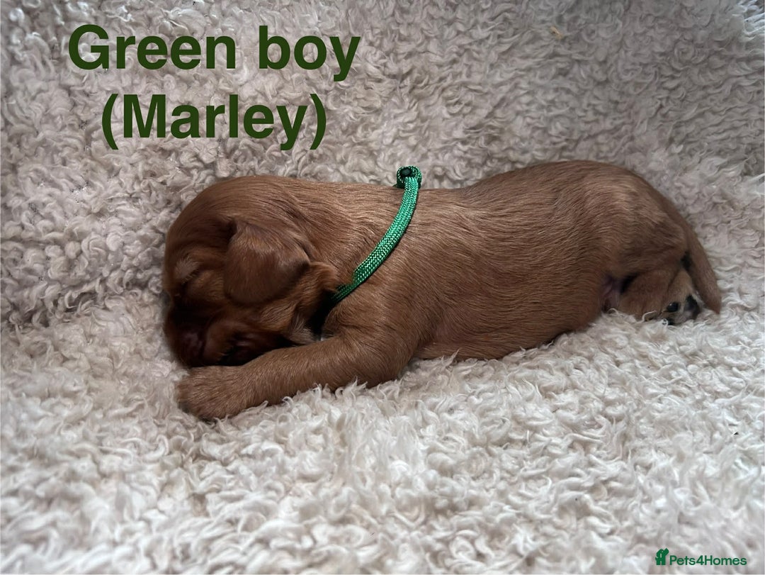 Mixed Breed dogs for sale: Ruby red cockaliers  - Advert 3