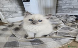 Ragdoll cats for sale: 3 KITTENS 🐱 RAGDOLL🐾  🌸🌿 Blue Point Silky💫🐾* - Image 4