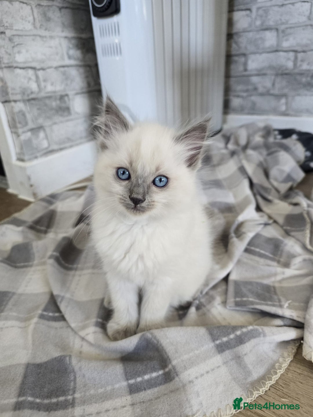Ragdoll cats for sale: 3 KITTENS 🐱 RAGDOLL🐾  🌸🌿 Blue Point Silky💫🐾* - Image 4