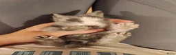 Lionhead rabbits for sale: Beautiful Lionhead Rabbits - Advert 3