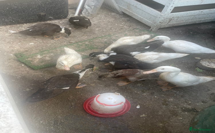 Ducks poultry - Advert 1