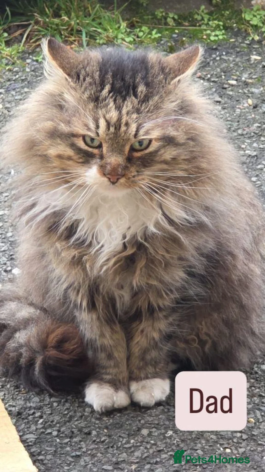 Maine Coon cats for sale: Half maine coon kittens - playful - Advert 2