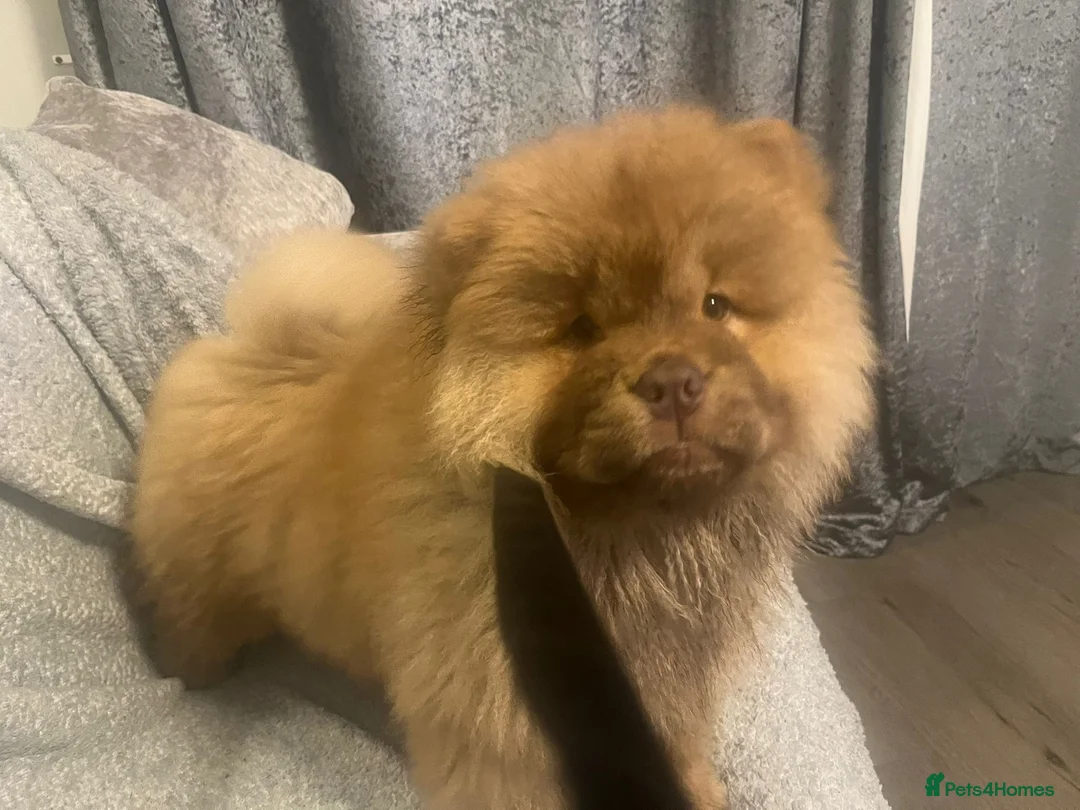 Chow Chow dogs for sale: Chow Chow Kc - Advert 10