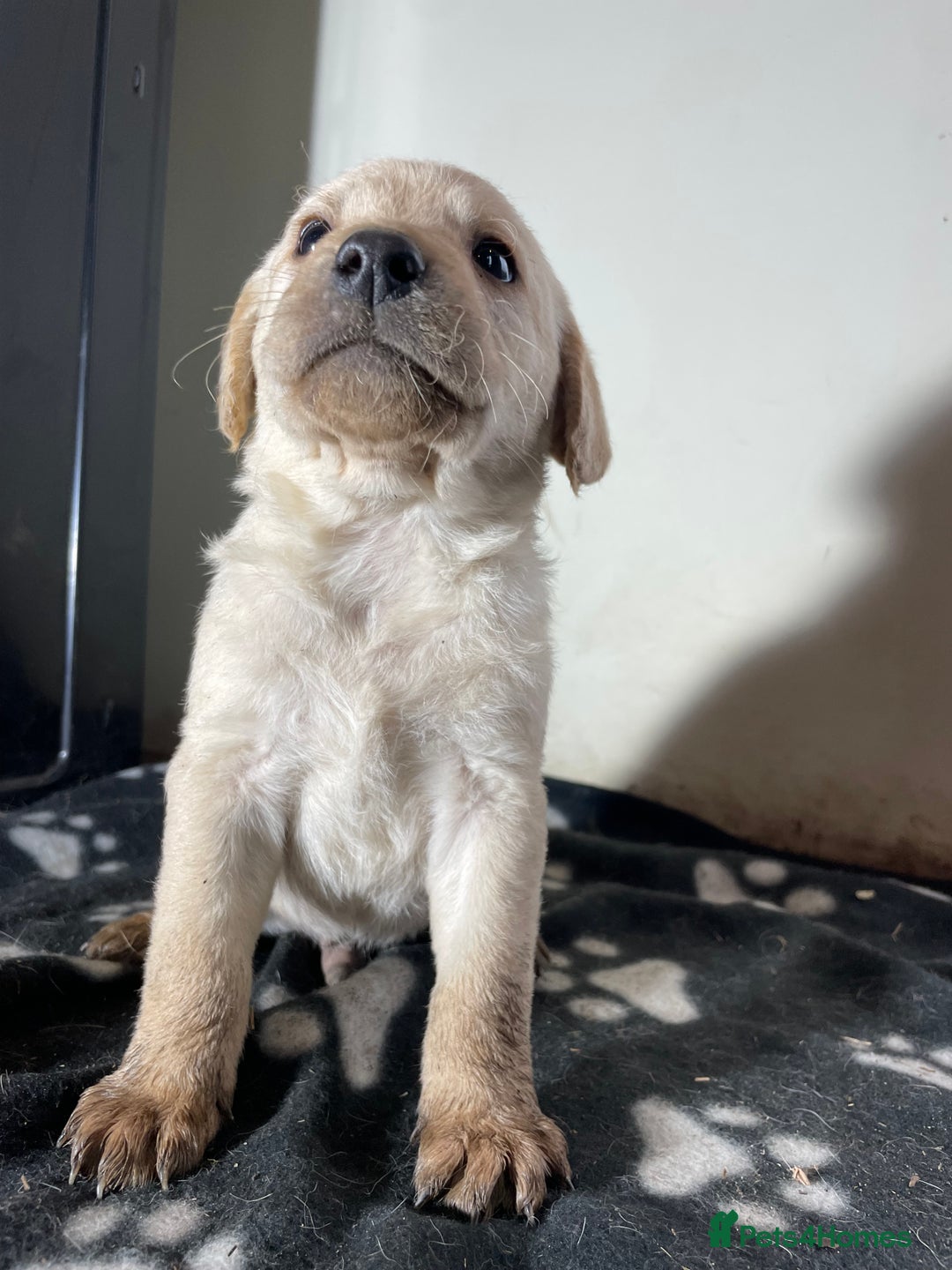 Labrador Retriever dogs for sale: Stunning chunky Labrador pups  - Advert 30