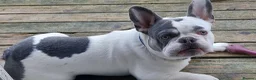 French Bulldog dogs for stud: French bulldog for stud  in Crook - Advert 3