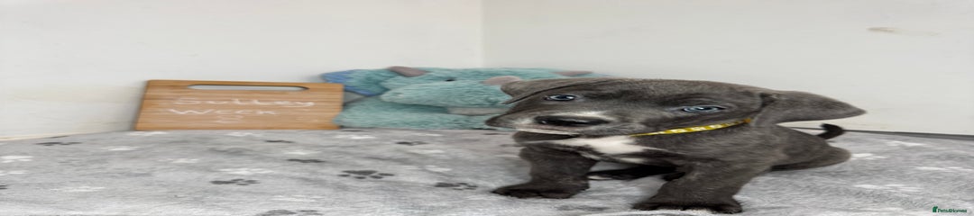 Sulley