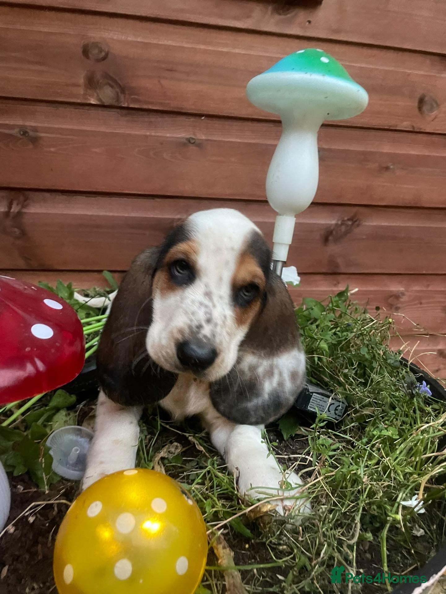 Basset Hound dogs Beatrice - Advert 4
