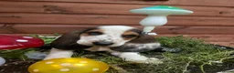 Basset Hound dogs for sale: Now Ready for New Forever Homes - Advert 1