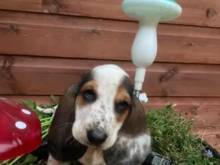 Basset Hound dogs Now Ready for New Forever Homes - Advert 13