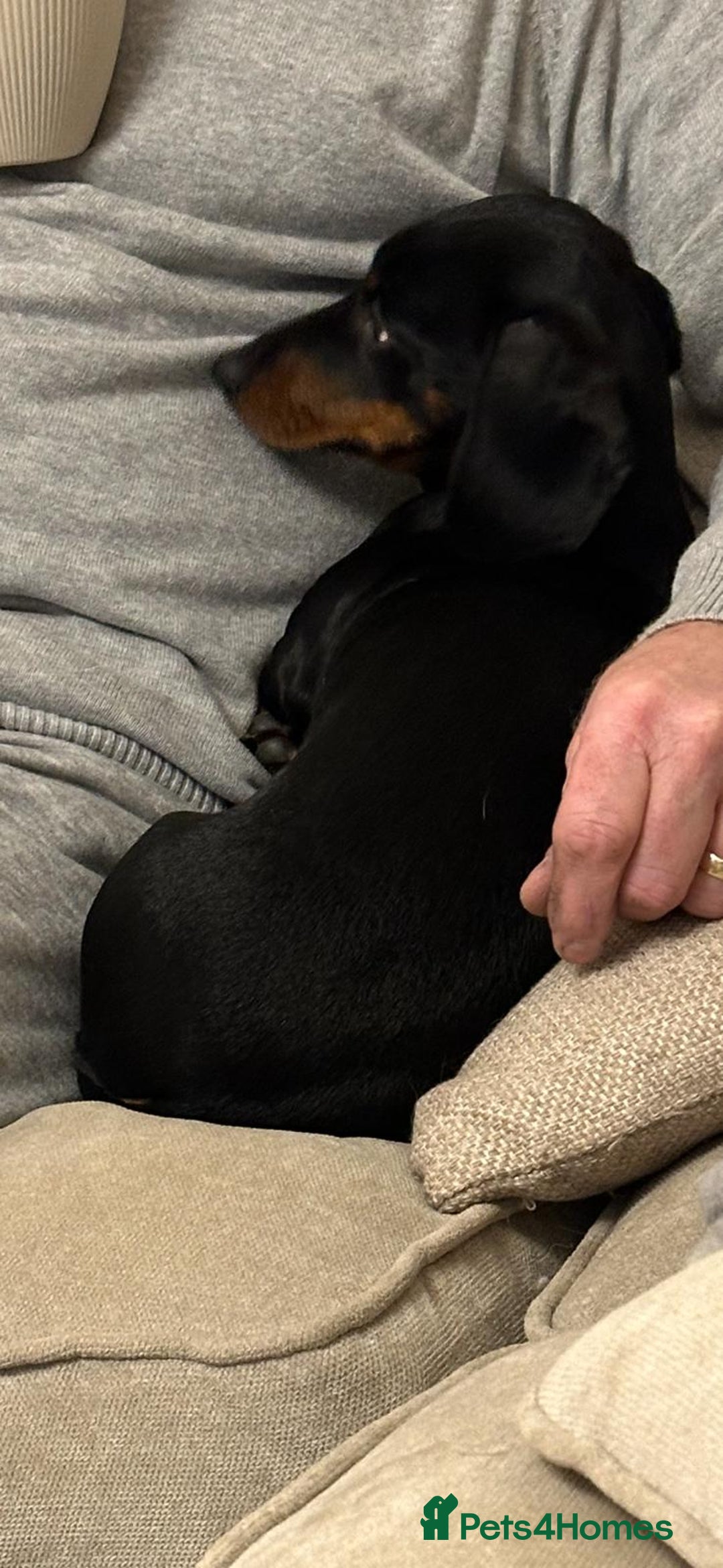 Dachshund dogs for sale: female sausage dog - Advert 4