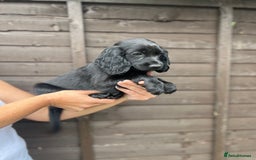 Cocker Spaniel dogs for sale: Cocker spaniel female puppies  - Image 31