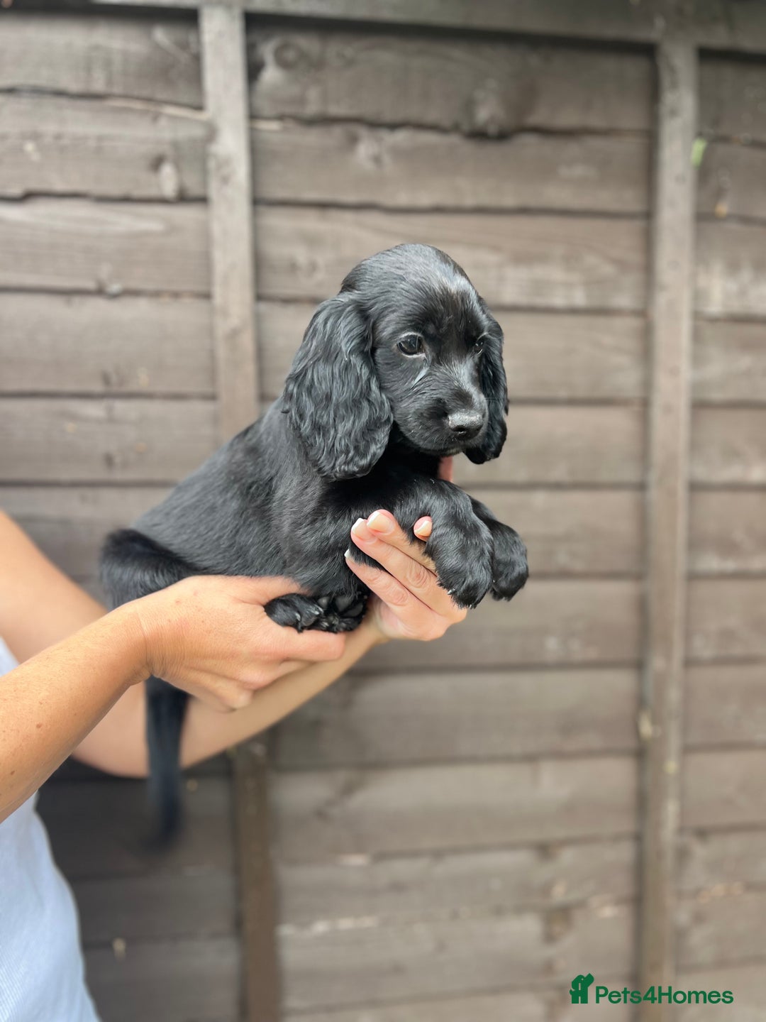 Cocker Spaniel dogs for sale: Cocker spaniel female puppies  - Image 31