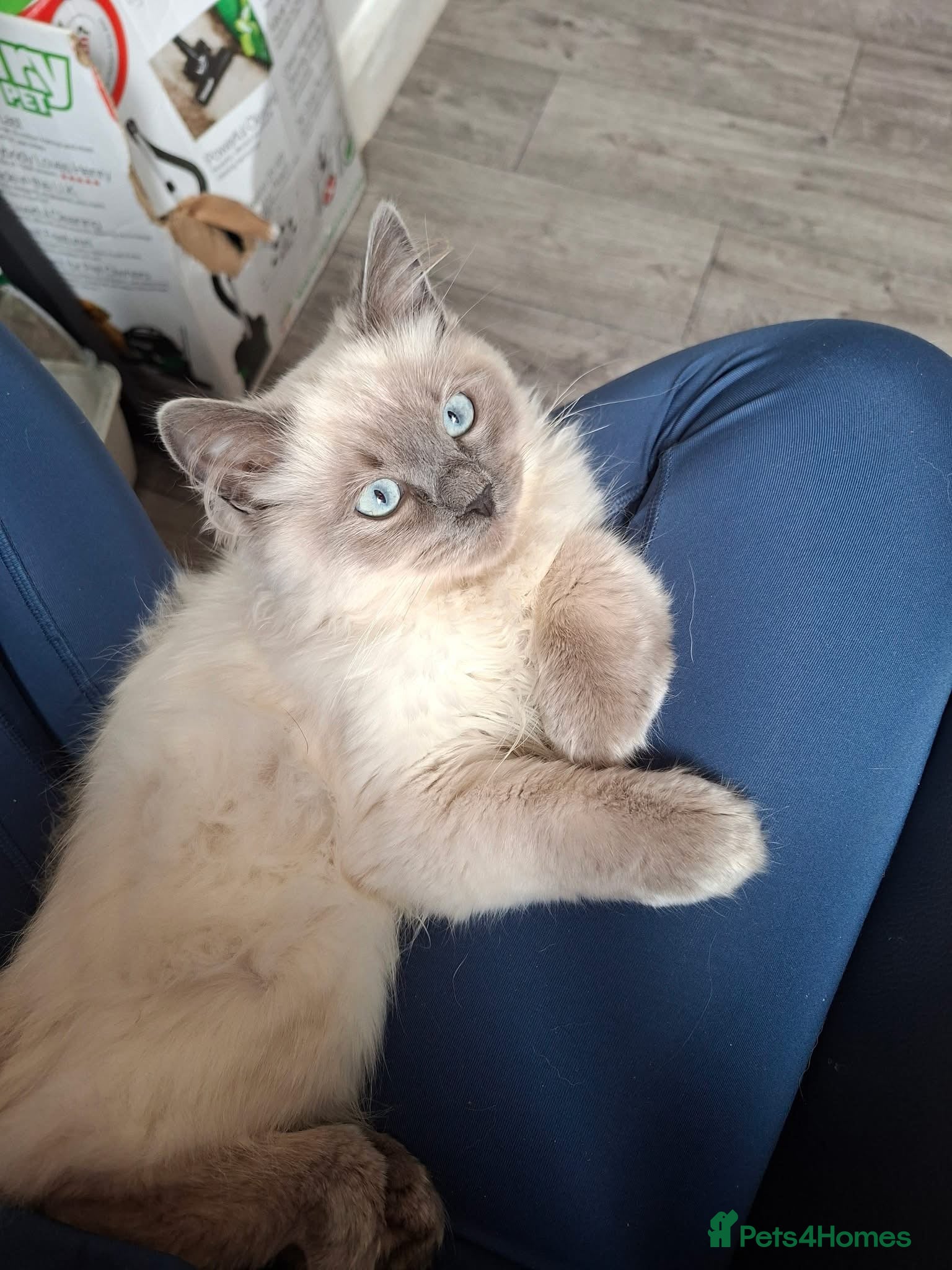 Ragdoll cats Ragdoll boy for sale  - Advert 7