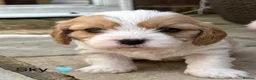 Cavapoochon dogs for sale: Beautiful Cavapoochon puppies - Advert 4