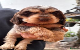 Cocker Spaniel dogs for sale: Show cocker spaniels  - Image 1