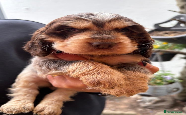Cocker Spaniel dogs - Advert 2
