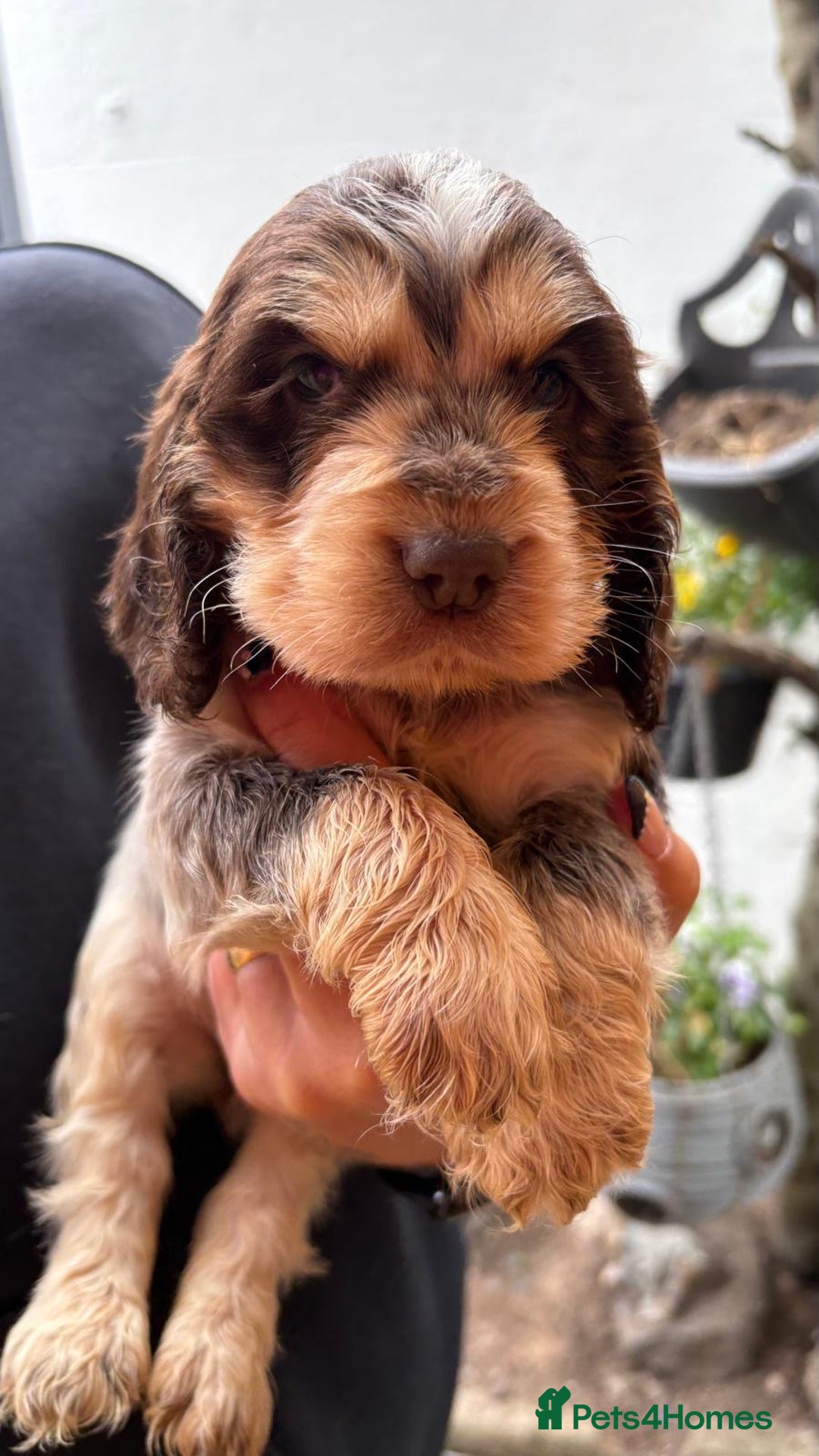 Cocker Spaniel dogs for sale: Show cocker spaniels  - Image 1