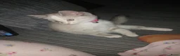 Mixed Breed cats for sale: Blue eyes mix ragdoll girl - Advert 2