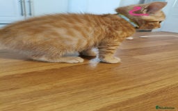 Mixed Breed cats for sale: Beautiful kittens ready now - Image 27