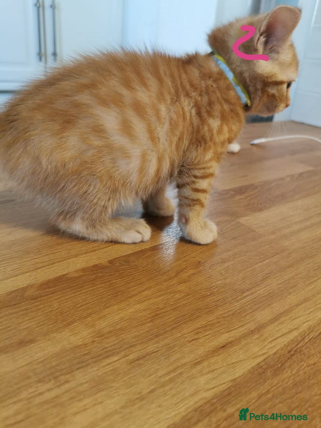 Mixed Breed cats for sale: Beautiful kittens ready now - Image 27