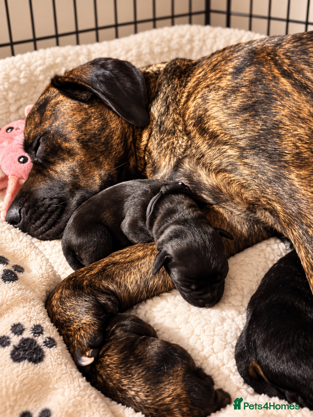 Mixed Breed dogs Cane Corso x Rottweiler Puppies – Ready 21 Nov - Advert 2