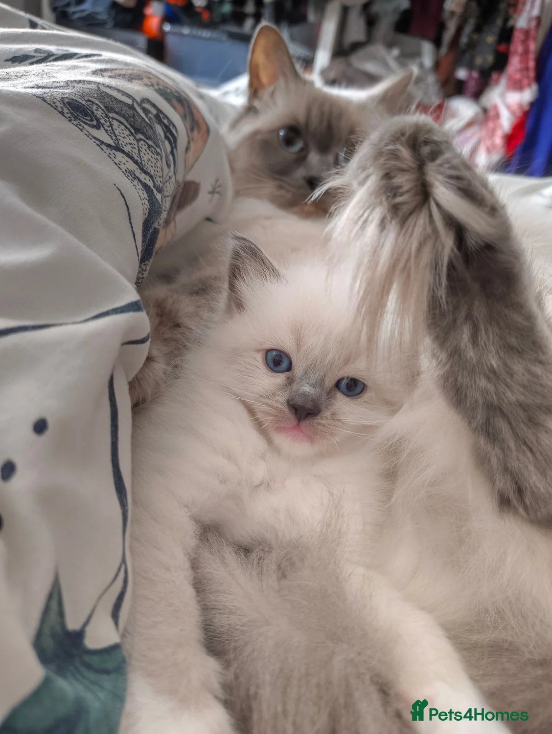 Ragdoll cats for sale: Chunky Female Mitted Ragdoll Kitten – Ready Now 🩷 - Advert 2
