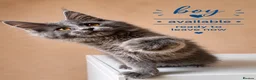 Maine Coon cats for sale: Maine Coon Kittens, Full Pedigree, GCCF 🏆 - Advert 9