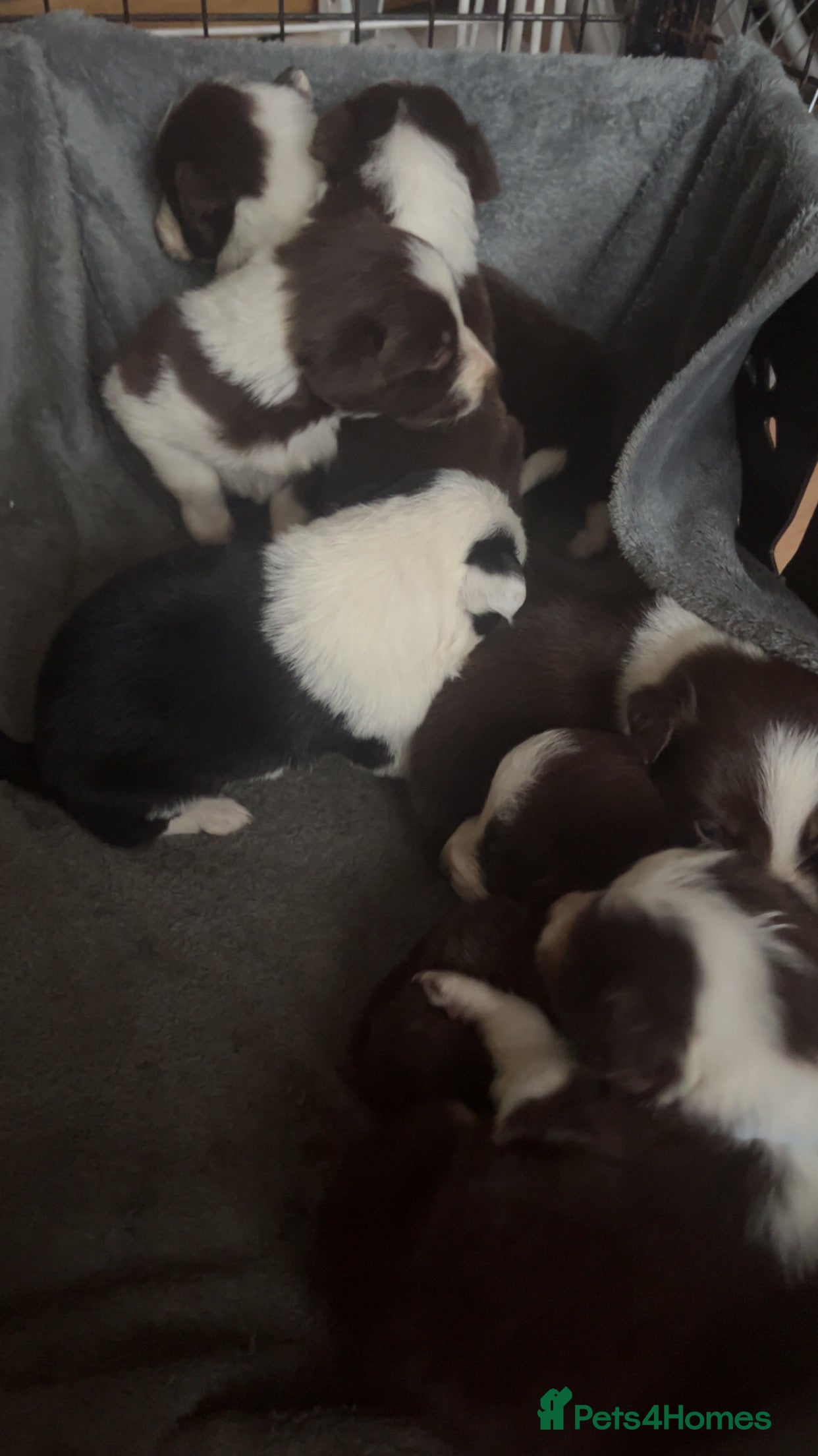 Border Collie dogs Litter of 7 border collies - Advert 5