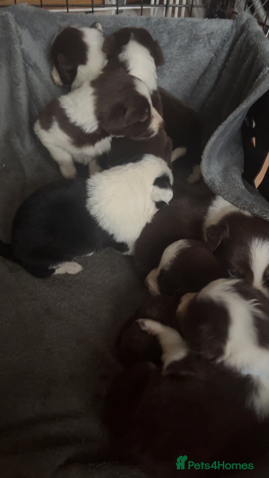 Border Collie dogs for sale: Litter of 7 border collies - Advert 2