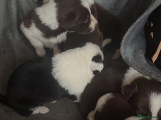 Border Collie dogs Litter of 7 border collies - Advert 12