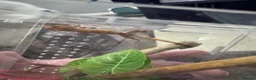 Gecko reptiles for sale: Crested gecko babys - Advert 2