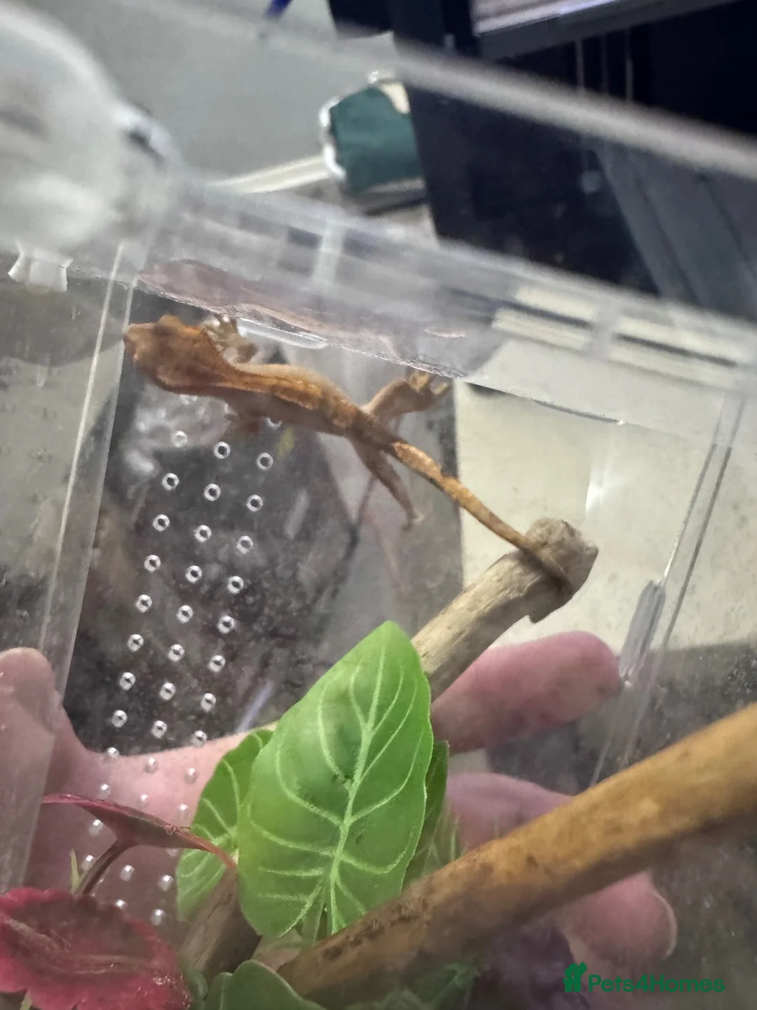 Gecko reptiles for sale: Crested gecko babys - Advert 2