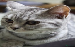 British Shorthair cats for sale: GCCF REGISTERED CHAMPION LINES SILVER SPOTTED BSH - Image 29