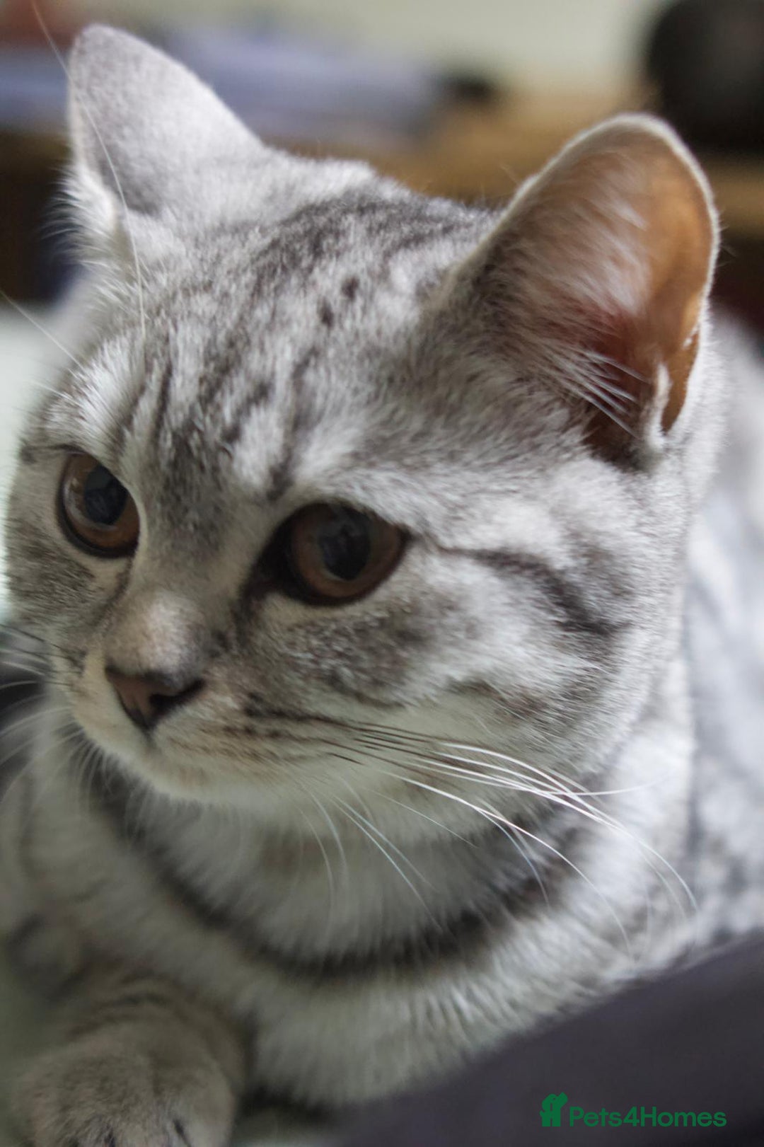 British Shorthair cats for sale: GCCF REGISTERED CHAMPION LINES SILVER SPOTTED BSH - Image 29