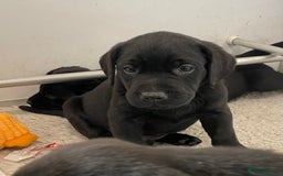 Labrador Retriever dogs for sale: Black Labrador puppies - Image 9