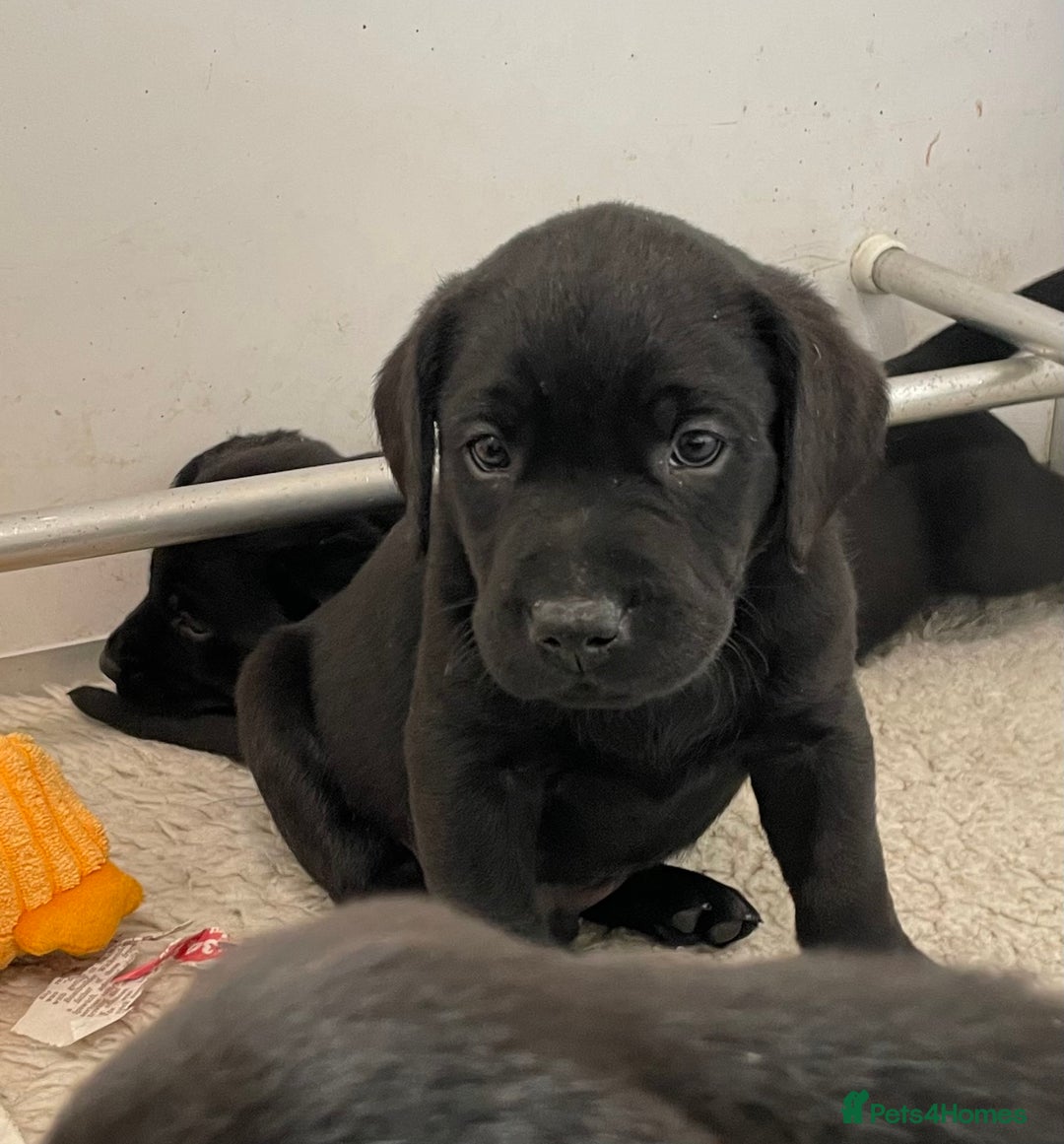 Labrador Retriever dogs for sale: Black Labrador puppies - Image 9