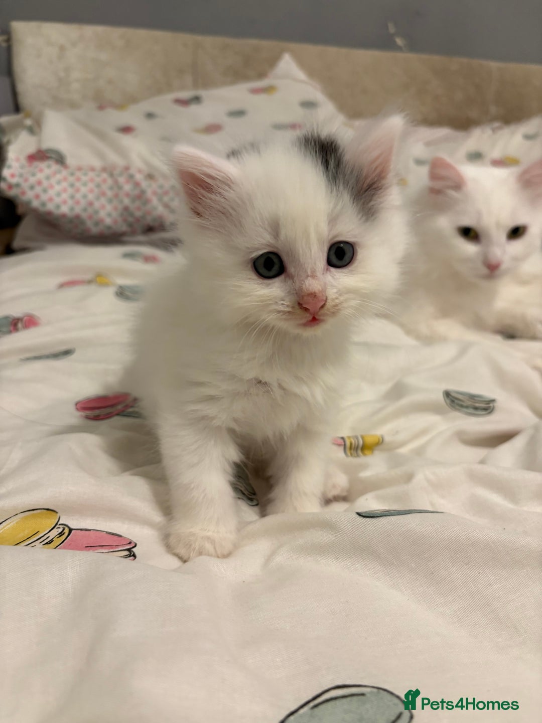 Mixed Breed cats for sale: Adorable fluffy kittens  - Advert 16